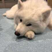 ヒメ日記 2026/04/08 06:31 投稿 なつめ デザインプリズム新宿