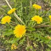 ヒメ日記 2026/04/18 02:19 投稿 なつめ デザインプリズム新宿