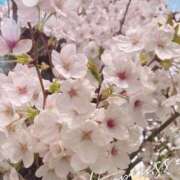 ヒメ日記 2026/04/01 14:49 投稿 星野　とうこ 熟女パラダイス甲府店（カサブランカグループ）