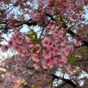 ヒメ日記 2026/04/01 15:59 投稿 ひびき 白いぽっちゃりさん五反田店