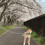 ヒメ日記 2026/04/06 19:23 投稿 めぐ CECIL