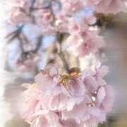 ヒメ日記 2026/03/21 13:24 投稿 ありす 奈良市ちゃんこ