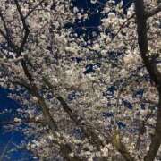 ヒメ日記 2026/04/07 07:20 投稿 ひなた マダム錦糸町