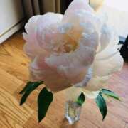 ヒメ日記 2026/04/27 17:54 投稿 りんご いざ候 別館