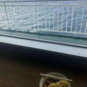 ヒメ日記 2026/03/27 21:14 投稿 白石 じゅん ハレ系 福岡DEまっとる。＆ひよこ治療院