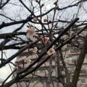 ヒメ日記 2026/03/23 08:46 投稿 ひよ 新潟市鳥屋野潟ちゃんこ