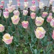 ヒメ日記 2026/04/12 10:57 投稿 Rei ワンカラット～人妻の輝き～