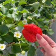 ヒメ日記 2026/04/14 11:38 投稿 Rei ワンカラット～人妻の輝き～