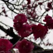 ヒメ日記 2026/03/17 16:20 投稿 天メアリー 松戸人妻花壇