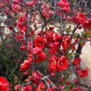 ヒメ日記 2026/03/26 21:16 投稿 天メアリー 松戸人妻花壇