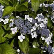 ヒメ日記 2026/04/06 19:05 投稿 天メアリー 松戸人妻花壇