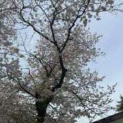 ヒメ日記 2026/04/09 02:03 投稿 天メアリー 松戸人妻花壇