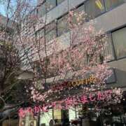 ヒメ日記 2026/03/27 01:31 投稿 加藤　つばき NADIA東京新橋店