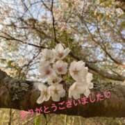 ヒメ日記 2026/03/31 05:12 投稿 加藤　つばき NADIA東京新橋店