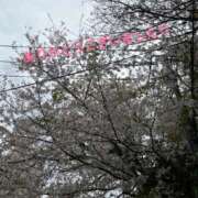 ヒメ日記 2026/04/12 23:46 投稿 加藤　つばき NADIA東京新橋店