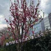 加藤　つばき お礼♡ NADIA東京新橋店