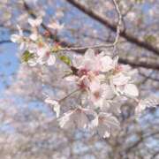 ヒメ日記 2026/04/10 08:25 投稿 えむ ぺろぺろベロベロ専科 ぺろんちょ