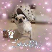 ヒメ日記 2026/04/07 10:31 投稿 ひな（人妻） Yシャツと私