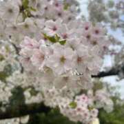 ヒメ日記 2026/04/01 19:02 投稿 椎名 せいら こあくまな熟女たち 西川口店(KOAKUMAグループ)