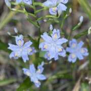 ヒメ日記 2026/04/03 08:49 投稿 椎名 せいら こあくまな熟女たち 西川口店(KOAKUMAグループ)