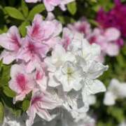 ヒメ日記 2026/04/05 08:17 投稿 椎名 せいら こあくまな熟女たち 西川口店(KOAKUMAグループ)