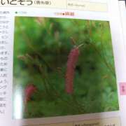 ヒメ日記 2026/08/17 17:43 投稿 小沼千秋 五十路マダム 沼津店(カサブランカグループ)