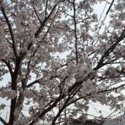 ヒメ日記 2026/03/30 06:21 投稿 烈火兎蘭 熟女パラダイス岐阜羽島店（カサブランカグループ）