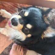 ヒメ日記 2026/04/05 00:01 投稿 烈火兎蘭 熟女パラダイス岐阜羽島店（カサブランカグループ）