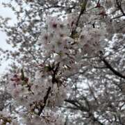 ヒメ日記 2026/04/10 10:14 投稿 ミク 大久保風俗 デブ専肉だんご