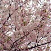 ヒメ日記 2026/04/05 12:46 投稿 加藤あきほ MADAM