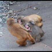 ヒメ日記 2026/04/16 14:22 投稿 あいこ 桃李（とうり）