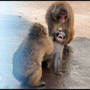 ヒメ日記 2026/04/18 14:12 投稿 あいこ 桃李（とうり）