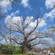 ヒメ日記 2026/03/29 09:58 投稿 鳴美 熟女の風俗最終章 新横浜店