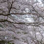 ヒメ日記 2026/04/09 09:00 投稿 まな Vivid（ヴィヴィッド）