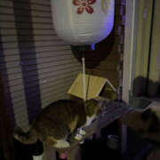 ヒメ日記 2026/03/24 16:56 投稿 うな みつばちマーヤZ