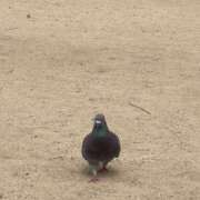 ヒメ日記 2026/04/29 08:04 投稿 葉月 I❤HIMEJI（アイラブ姫路）
