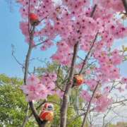 ヒメ日記 2026/04/03 14:37 投稿 もも I❤HIMEJI（アイラブ姫路）