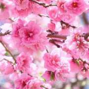 ヒメ日記 2026/04/13 19:44 投稿 ももか 明石の熟女達・女華
