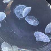 ヒメ日記 2026/10/10 09:49 投稿 桃果-ももか- 人妻倶楽部 花椿大崎店
