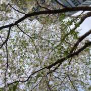 ヒメ日記 2026/04/06 13:00 投稿 吉高 HERMINE-エルミネ-