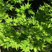 ヒメ日記 2026/04/12 20:42 投稿 吉高 HERMINE-エルミネ-