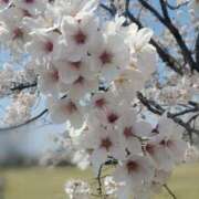 ヒメ日記 2026/04/01 11:54 投稿 はるひ MAHARAJA(マハラジャ)千葉