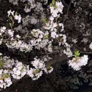 ヒメ日記 2026/04/04 13:07 投稿 まりね ハピネス東京