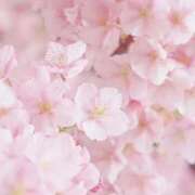 ヒメ日記 2026/03/20 11:17 投稿 もか Anemone渋谷店