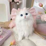 ヒメ日記 2026/03/22 17:17 投稿 もか Anemone渋谷店