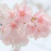 ヒメ日記 2026/03/23 09:17 投稿 もか Anemone渋谷店