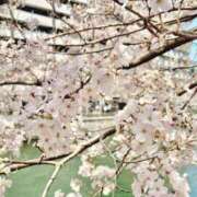 なな 桜とともに、満ちていく想い🌸 トリプルA