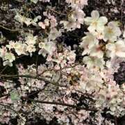 ヒメ日記 2026/04/02 16:03 投稿 葵 レイ KOBE GOLD