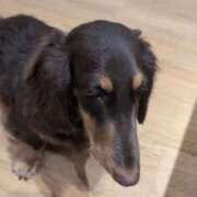 ヒメ日記 2026/03/23 12:02 投稿 ゆずりは 奥様はエンジェル　国分寺店