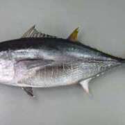 ヒメ日記 2026/03/26 08:18 投稿 月城　かほ 雅(みやび)